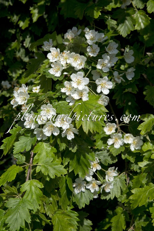 Malosorbus florentina