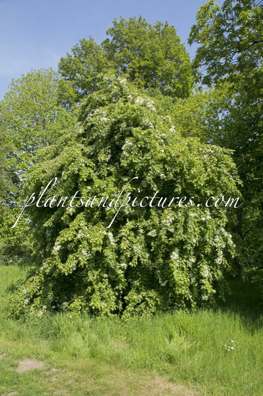 Malosorbus florentina