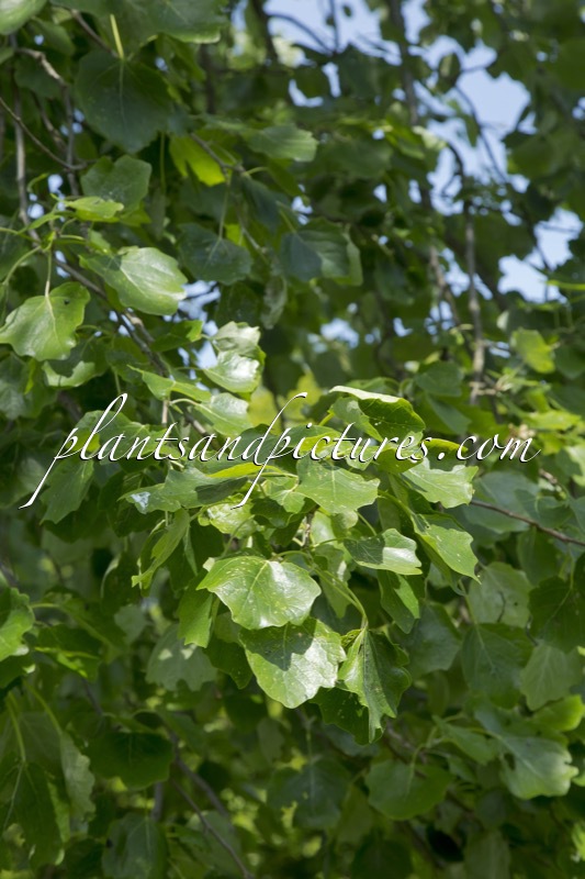 Populus canescens ‘Macrophylla’