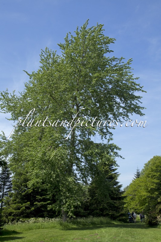 Populus canescens ‘Macrophylla’