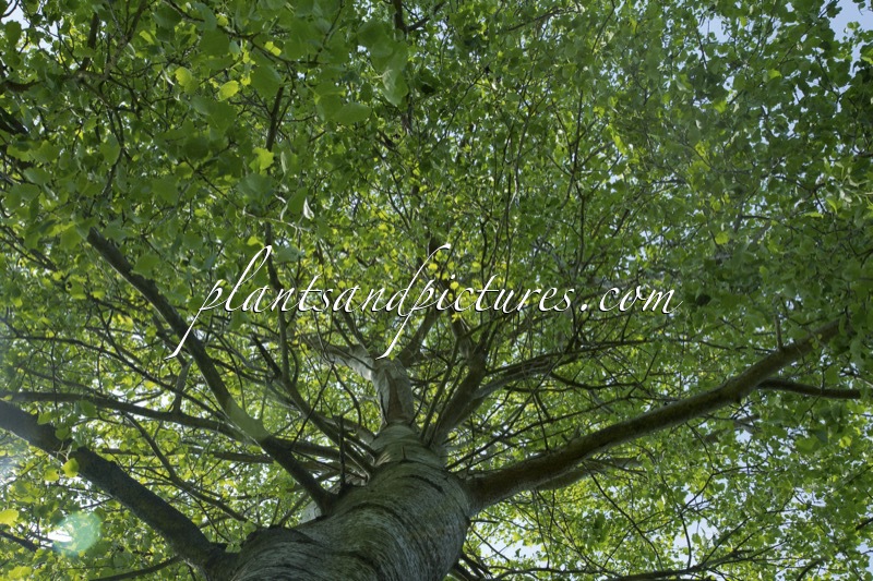 Populus canescens ‘Macrophylla’