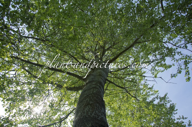 Populus canescens ‘Macrophylla’