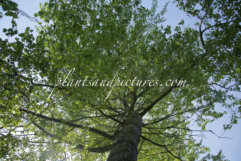 Populus canescens ‘Macrophylla’