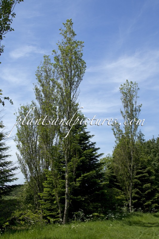 Populus nigra ‘Afghanica’