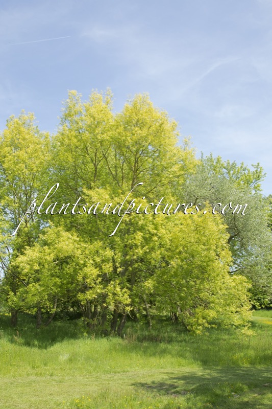 Salix alba ‘Aurea’