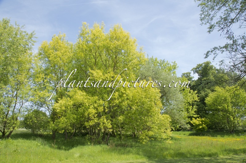 Salix alba ‘Aurea’