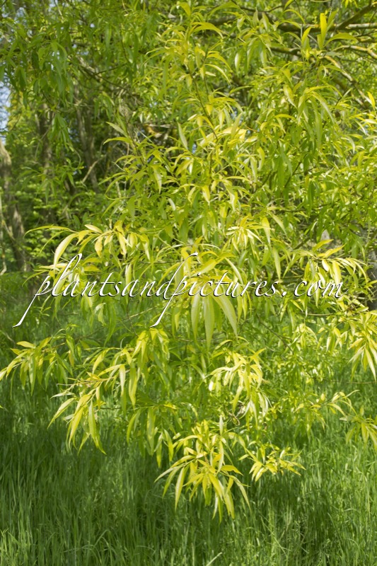 Salix alba ‘Aurea’