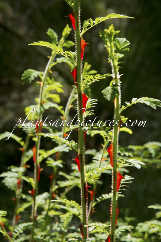 Rosa sericea f. pteracantha