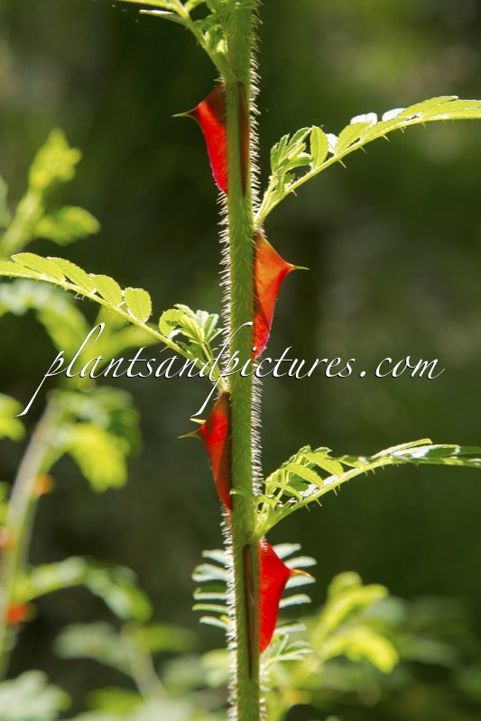 Rosa sericea f. pteracantha