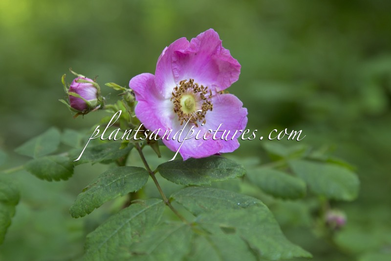 Rosa sweginzowii ‘Macrocarpa’