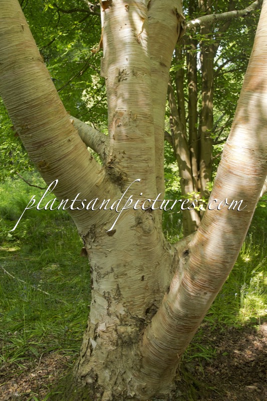Betula ermanii ‘Grayswood Hill’