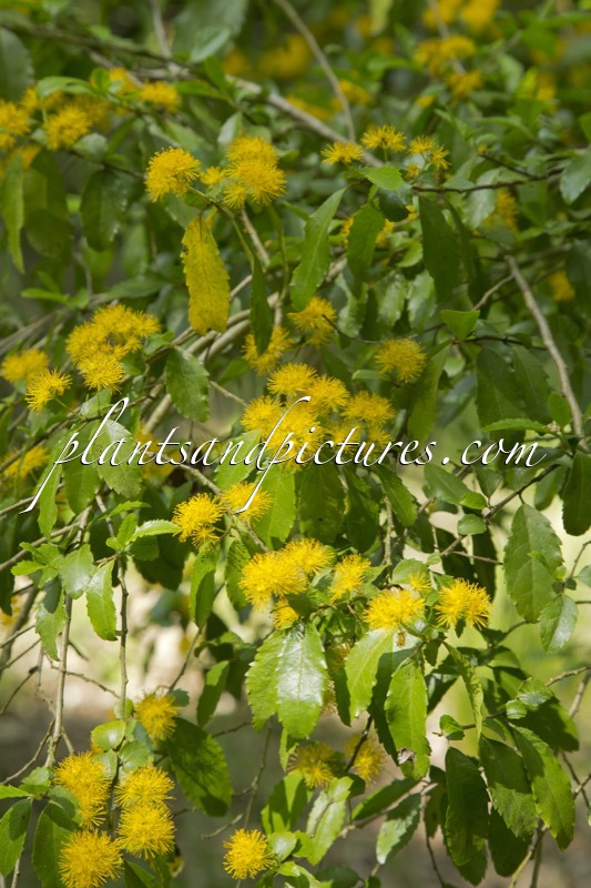 Azara ‘Morris Mason’