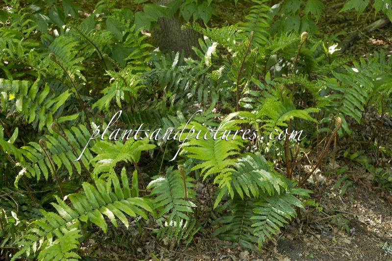 Blechnum chilensis