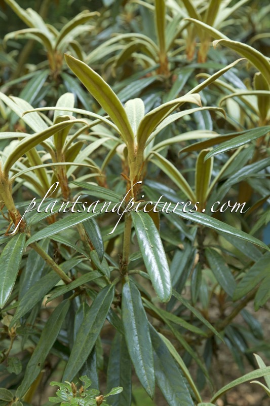 Rhododendron lanatoides
