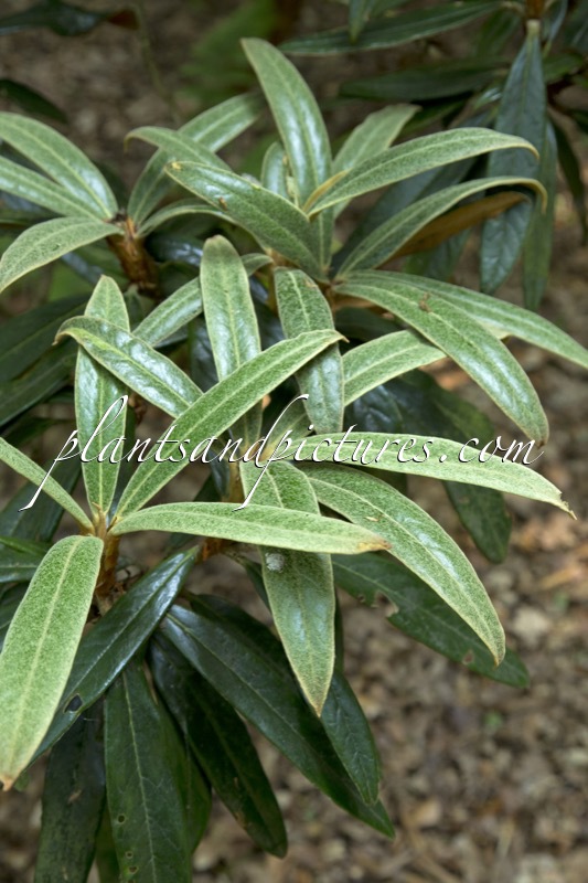 Rhododendron lanatoides