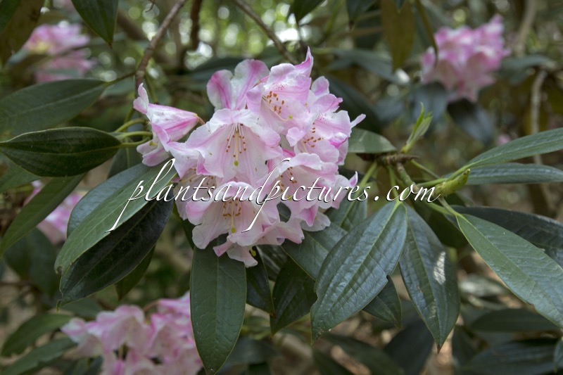 Rhododendron insigne