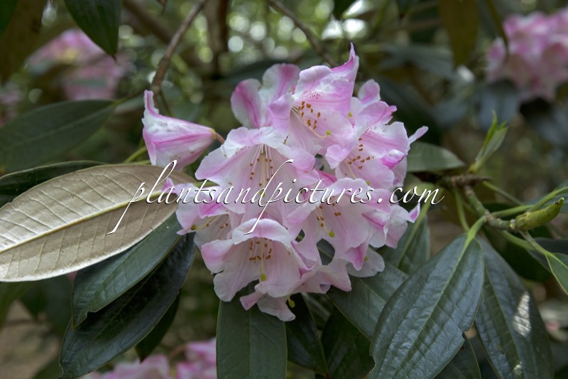 Rhododendron insigne