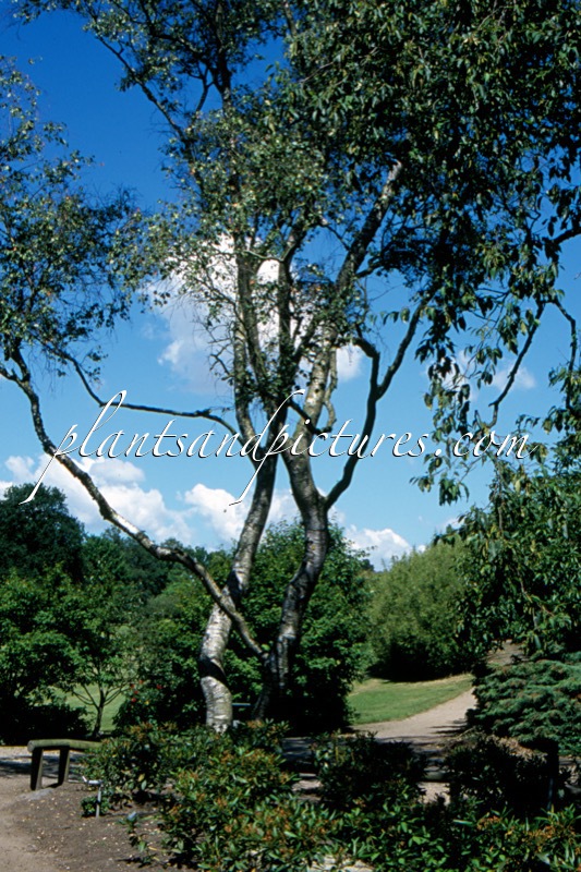 Betula szechuanica