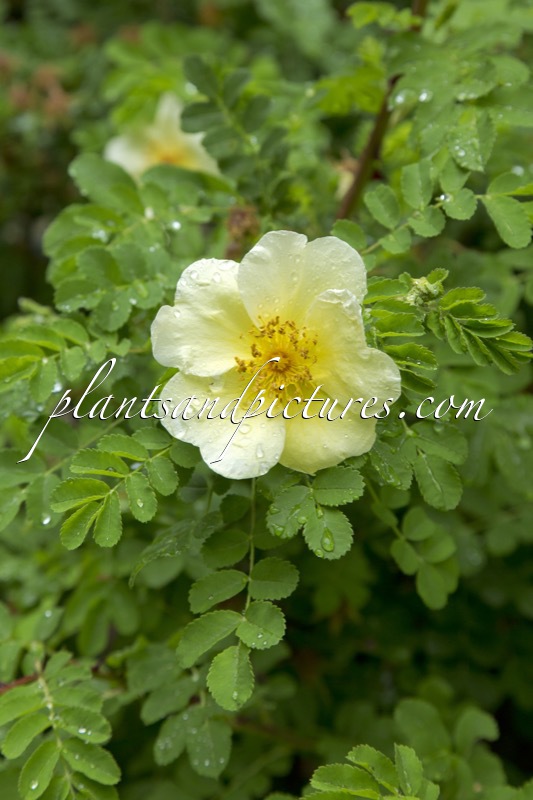 Rosa ‘Canary Bird’