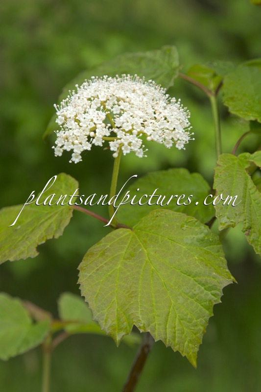 Viburnum orientale
