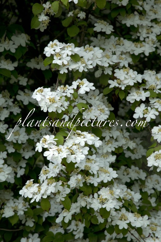 Viburnum plicatum ‘Watanabe’