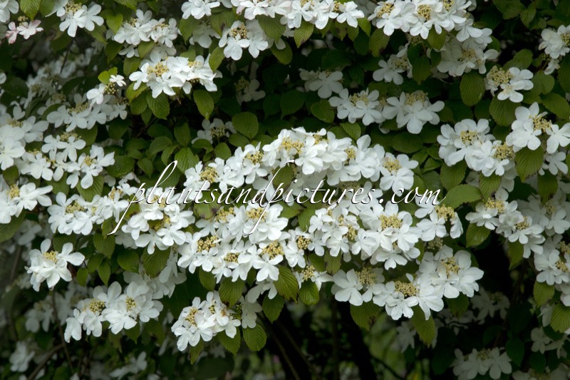 Viburnum plicatum ‘Watanabe’