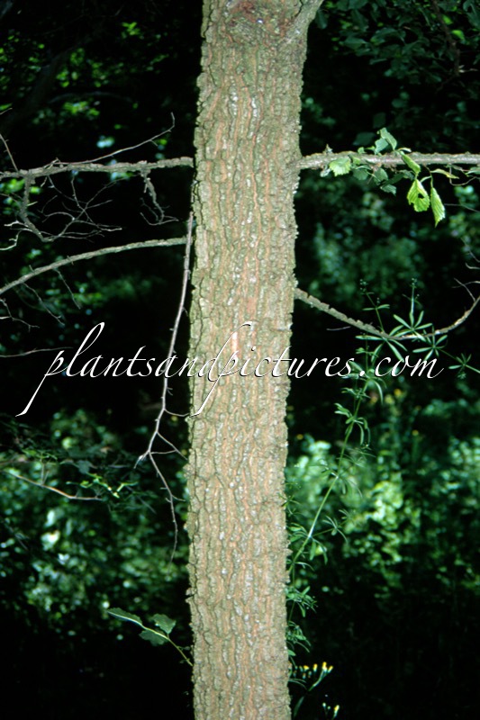 Ulmus minor var. suberosa