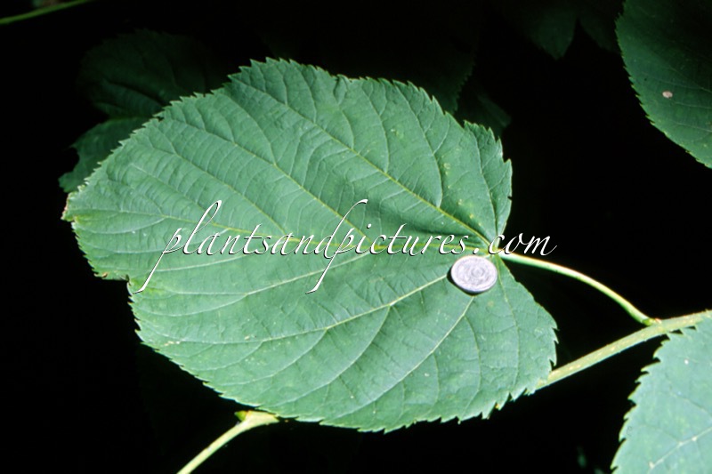 Tilia americana ‘Moltkei’