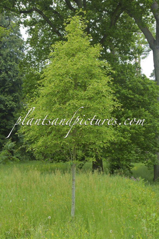 Tilia platyphyllos ‘Tiltstone Filigree’