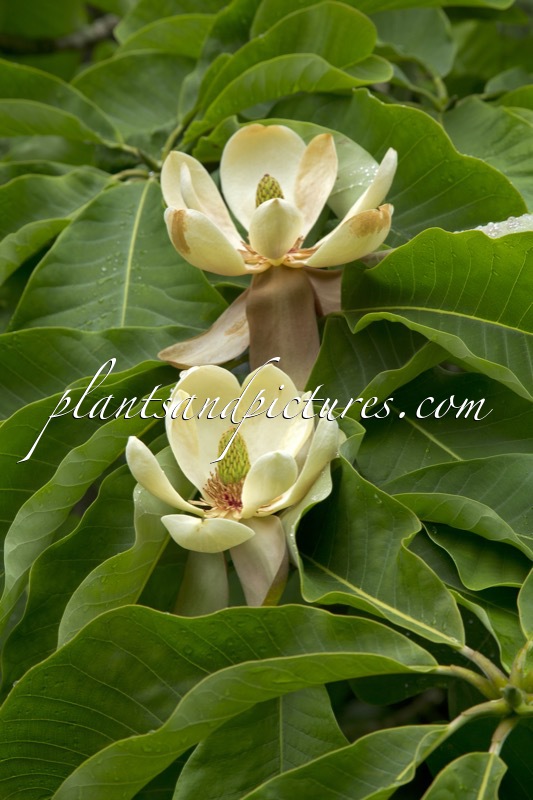 Magnolia officinalis var. biloba
