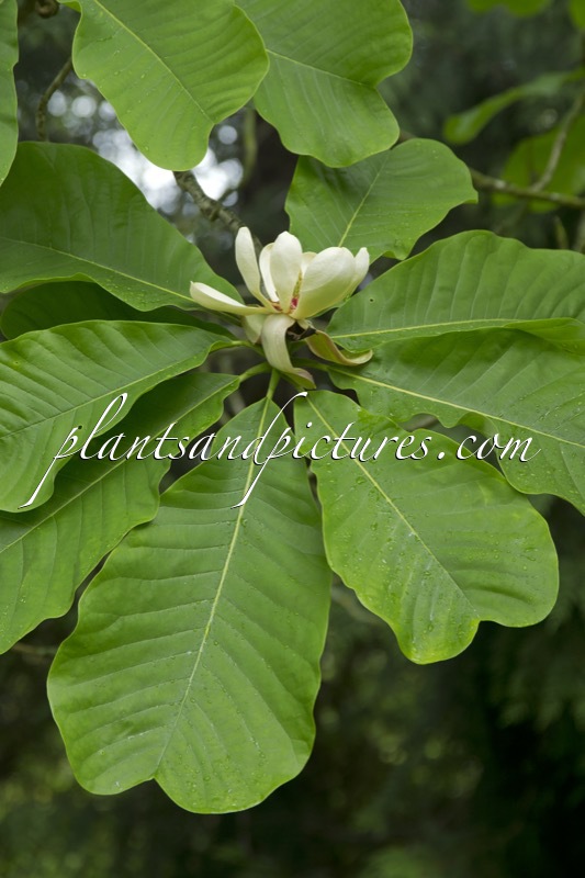 Magnolia officinalis var. biloba