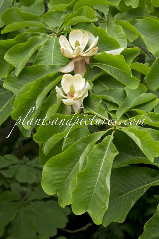 Magnolia officinalis var. biloba