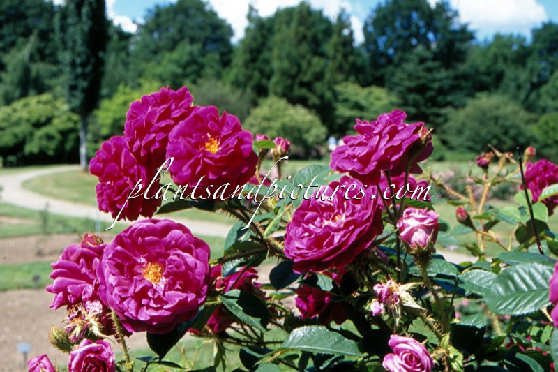 Rosa ‘Henry Martin’ (RED MOSS)