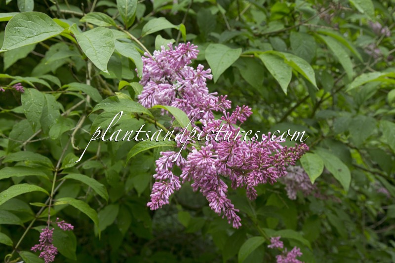 Syringa ‘Isabella’