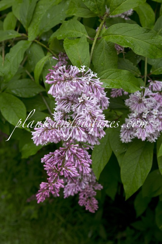 Syringa ‘Isabella’