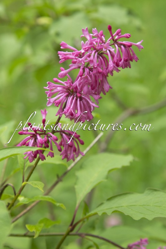 Syringa ‘Miss Canada’