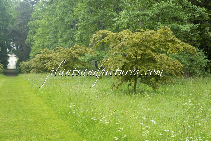 Thorpe Perrow Arboretum