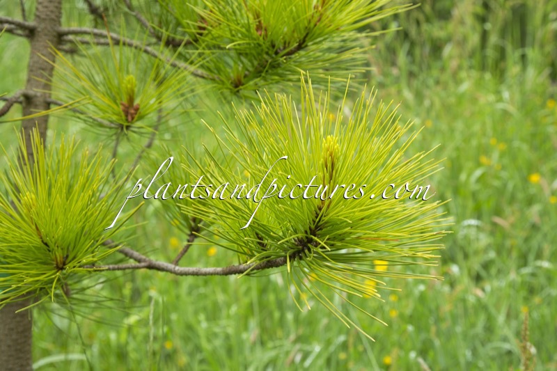 Pinus radiata Aurea Group
