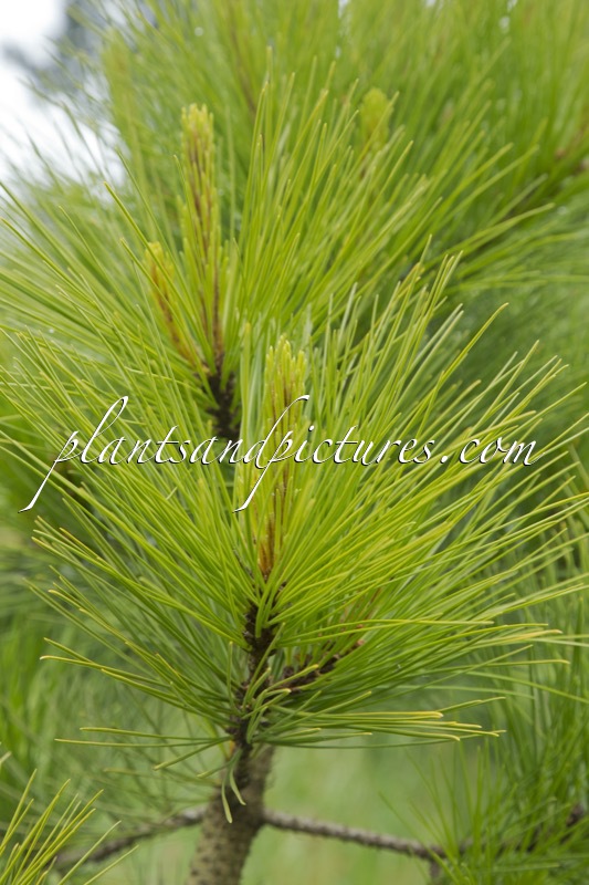 Pinus radiata Aurea Group