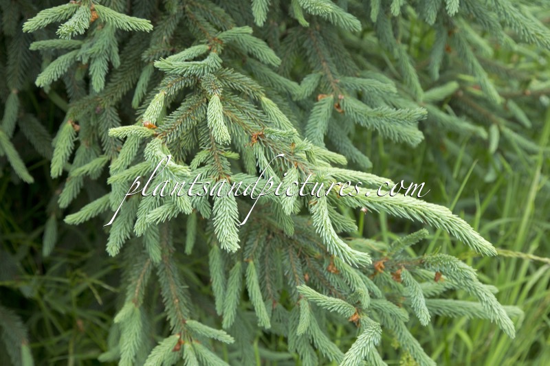 Picea likiangensis var. rubescens