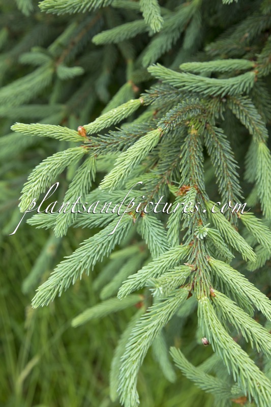 Picea likiangensis var. rubescens