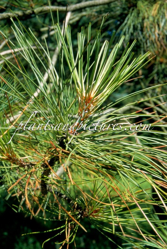 Pinus ponderosa