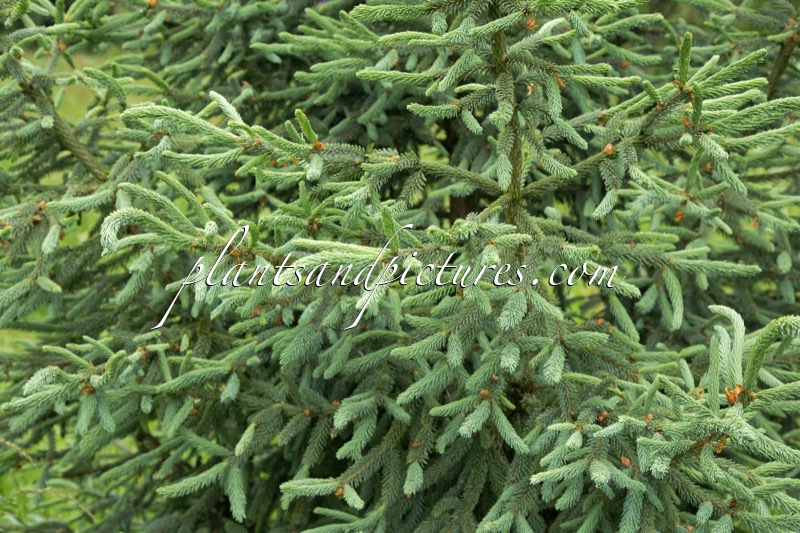Picea likiangensis var. rubescens