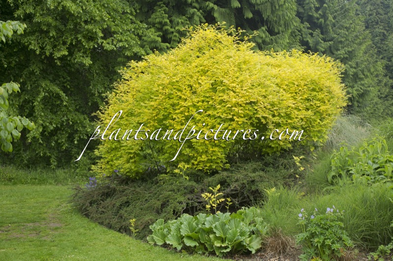 Rubus cockburnianus ‘Wyego ‘(GOLDEN VALE)