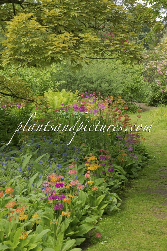 Primula Harlow Carr Hybrids