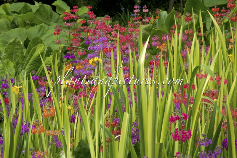 Primula Harlow Carr Hybrids