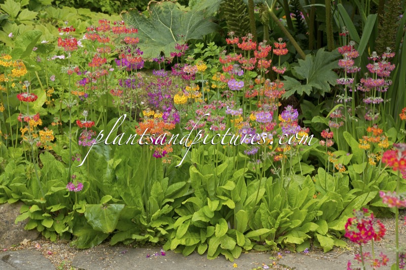 Primula Harlow Carr Hybrids