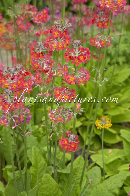 Primula Harlow Carr Hybrids