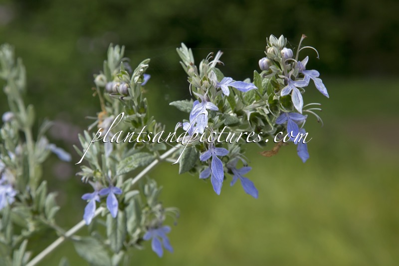 Teucrium fruticans