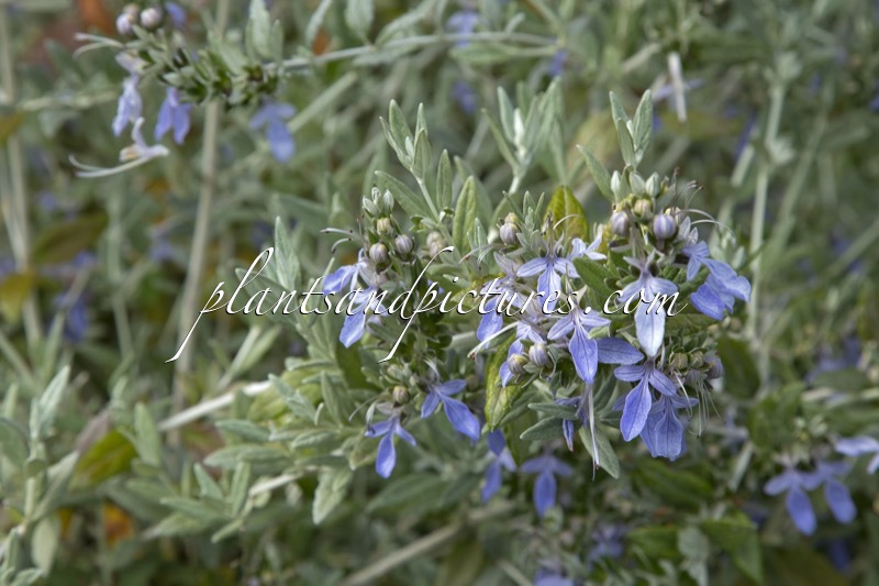 Teucrium fruticans